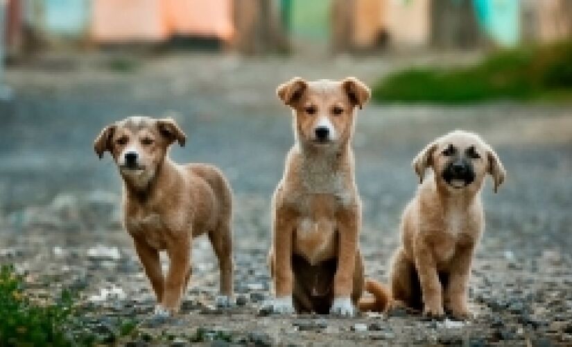 Em 2013, 178 cães e 7 coelhos usados em pesquisas pelo do Instituto Royal foram resgatados por ativistas e moradores de São Roque (SP)
