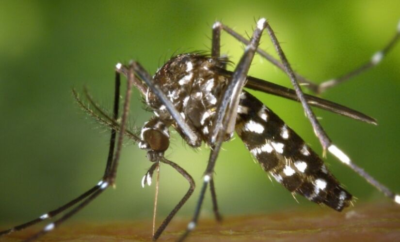 O mosquito Aedes aegypti, causador da dengue e de outras doenças