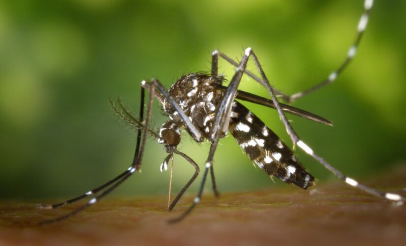 Os dados retratam o impacto do novo avanço da dengue ocorrido em 2019, após 2 anos com baixo número de registros