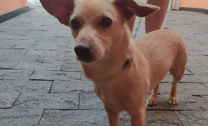 A cachorrinha é muito dócil e aparentava estar bem assustada no momento em que foi encontrada