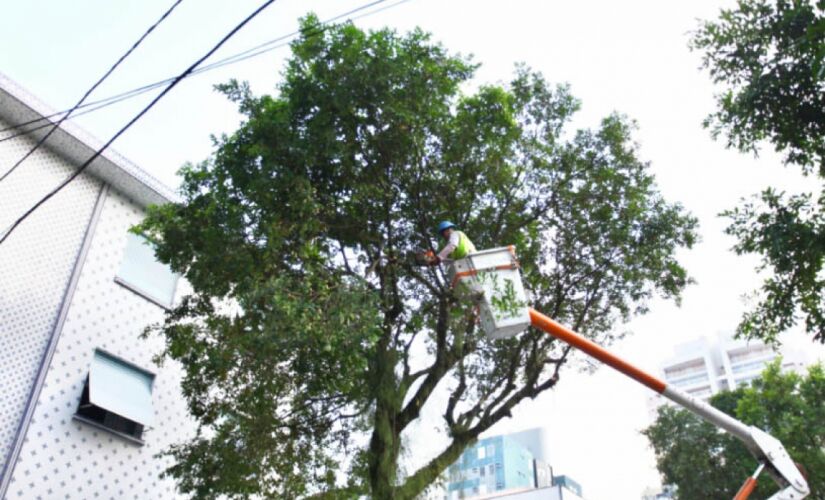 A multa para quem não respeitar a lei será de R$ 815 por muda ou árvore podada de forma irregular
