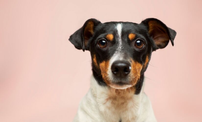 A ação contará com filhotes e adultos de cães e gatos para serem adotados