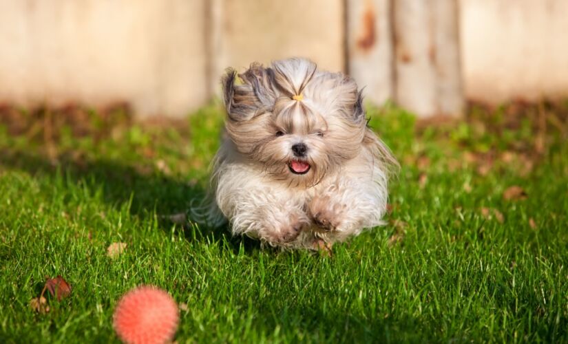 Apesar de ser um cão de companhia, ele procura proteger seus donos de qualquer tipo de perigo