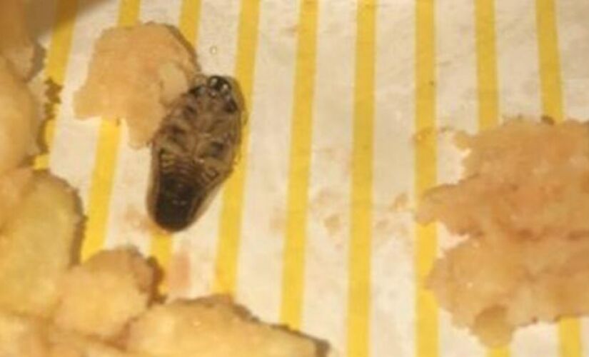 O inseto, segundo o consumidor, estava no fundo da caixinha das batatas.