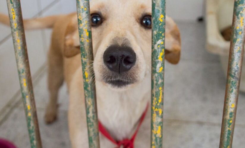 O Centro de Controle de Zoonoses de Porto Feliz vem realizando todos os sábados na Praça da Matriz, das 8h às 12h, a feirinha de adoção de cães e gatos.