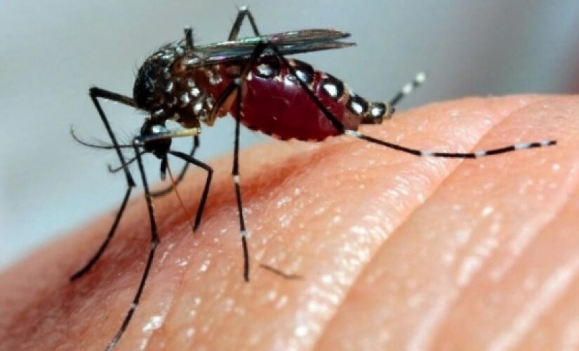Aedes aegypti causa doenças como dengue e chikungunya