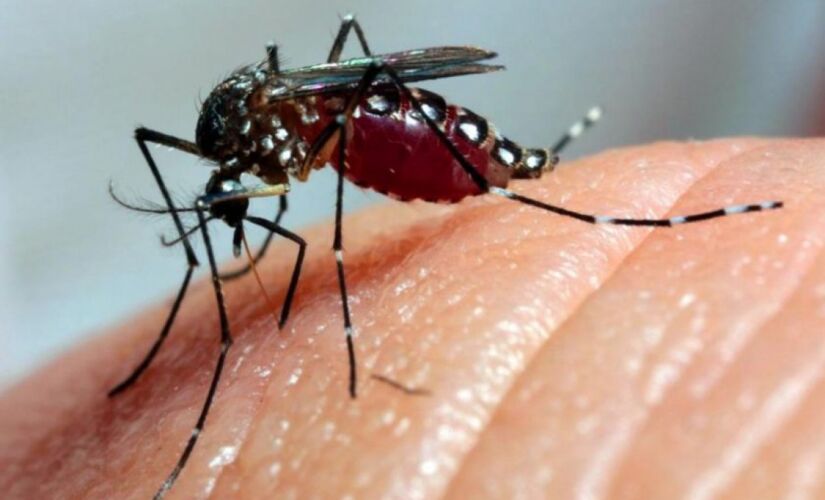 Em 2019, a doença teve uma situação ainda mais alarmante, com quase 17 mil casos confirmados de dengue e três mortes