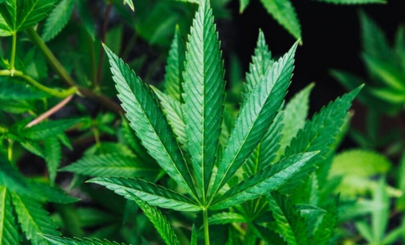 A resolução que dá espaço à venda de produtos derivados da Cannabis no país foi aprovada em dezembro de 2019