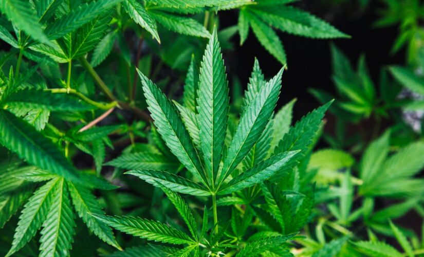A resolução que dá espaço à venda de produtos derivados da Cannabis no país foi aprovada em dezembro de 2019