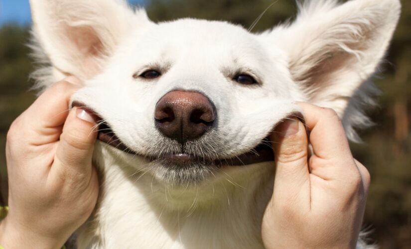 Swiss Shepherd dog smiles with man`s help