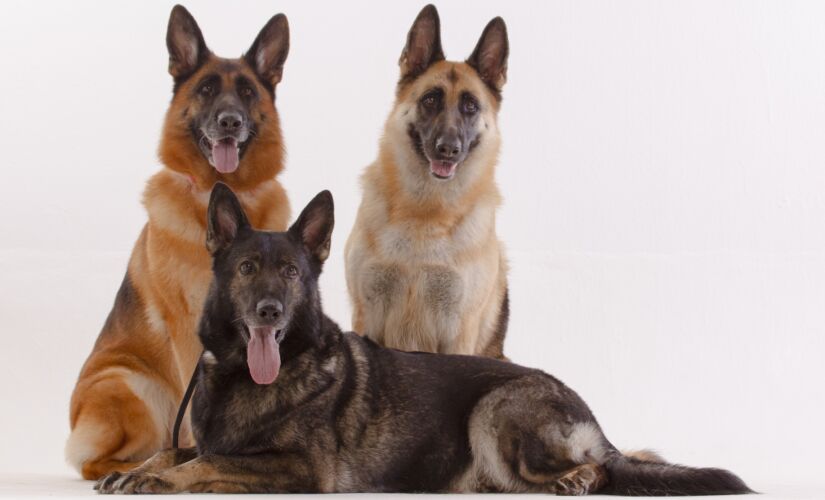 N&atilde;o deixe de levar regularmente seu c&atilde;o para um exame veterin&aacute;rio