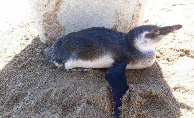 Pinguim foi encontrado em uma praia de Ilhabela