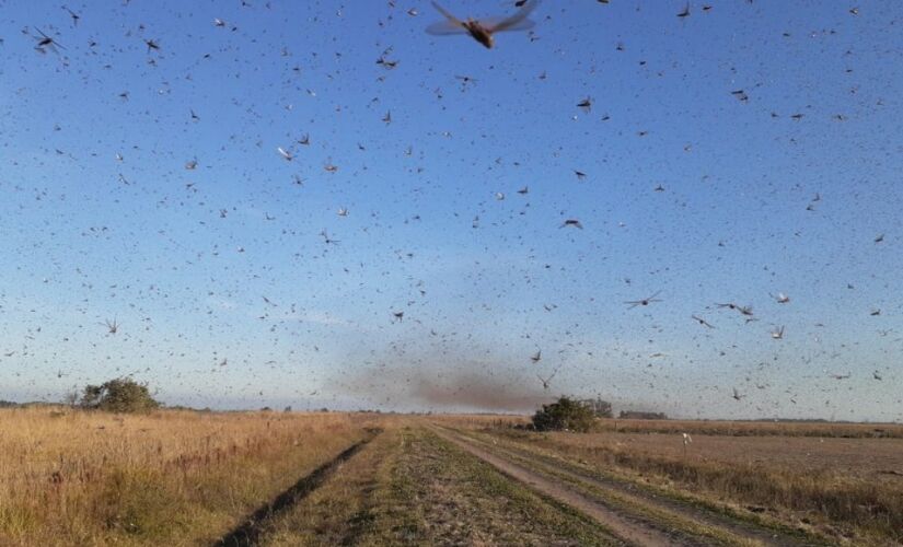 A Argentina recebeu a entrada de uma nuvem de gafanhotos no país - os insetos vieram do Paraguai no fim de semana passado