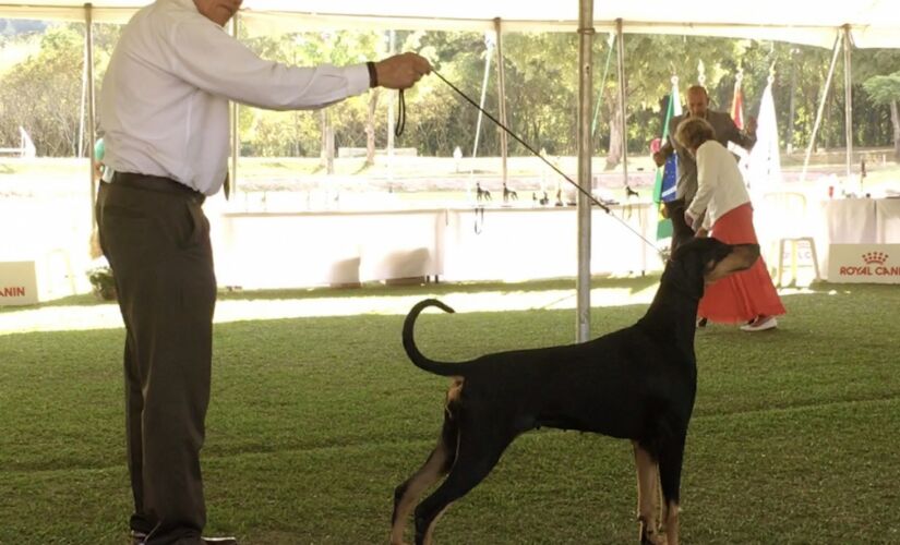 Handler &eacute; o nome dado ao profissional que apresenta os c&atilde;es nas exposi&ccedil;&otilde;es de beleza