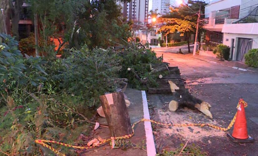 Árvore caiu na altura do número 370 da rua Professora Carolina Ribeiro, na Vila Mariana, zona sul da Capital