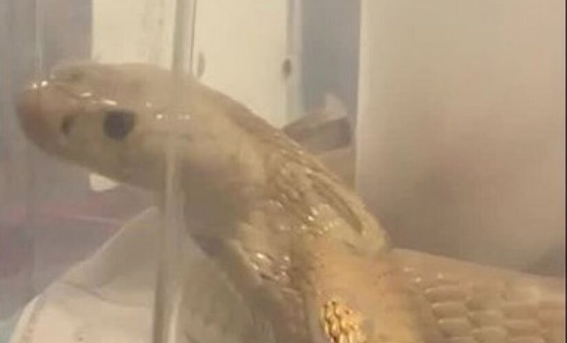 Serpente foi encaminhada ao Zoológico de Brasília pelo Instituto Brasileiro de Meio Ambiente (Ibama)