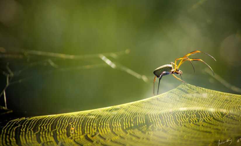 A grande maioria das aranhas com veneno potente n&atilde;o fazem teias, ficam sempre abrigadas em locais isolados, entre as cascas das &aacute;rvores e sob folhas secas durante o dia