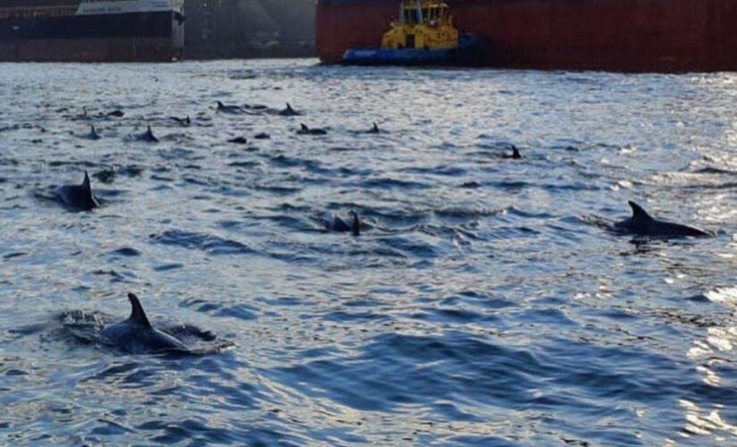 Golfinhos acompanharam navio