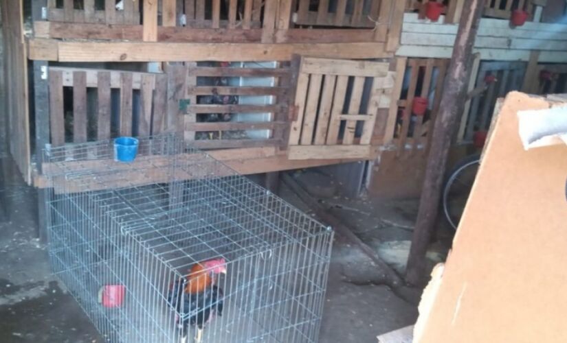 Animais foram encontradas em gaiolas em Santo André, no ABC Paulista