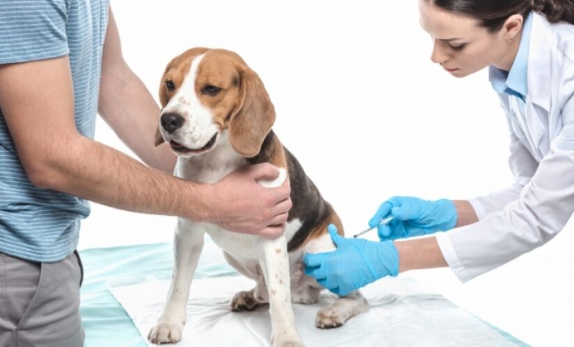 Para realizar a vacinação nos pets é necessário apenas se dirigir ao local.