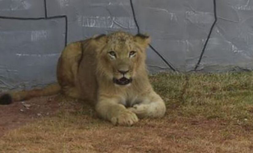 O animal, batizado como Madiba, foi rejeitado pela mãe 
e desde então é criado por seres humanos, na mamadeira