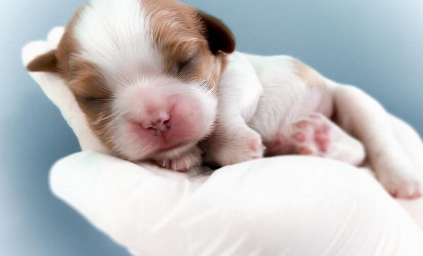 Filhote de cachorro 