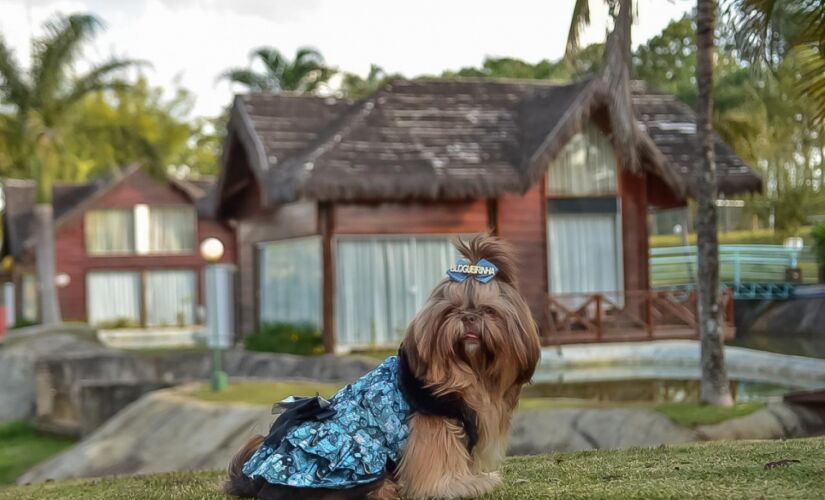 Entre os cuidados com os animais em viagem, especialistas destacam a maior higieniza&ccedil;&atilde;o das patas para que o c&atilde;o n&atilde;o carregue o v&iacute;rus para dentro do ambiente