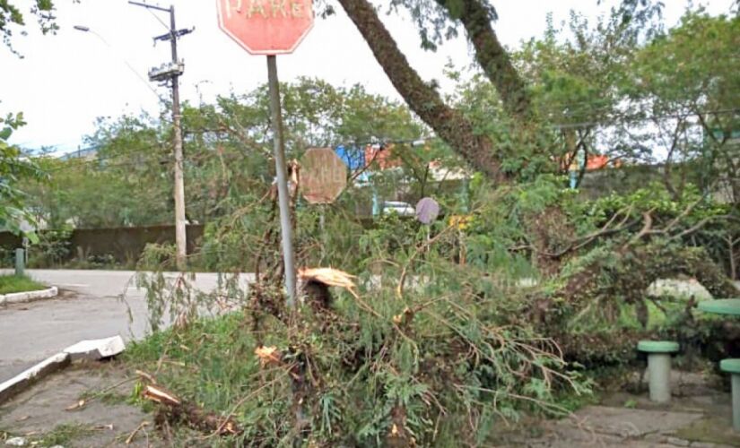 Tanto no canteiro central, como nas demais vias, falta de poda de árvores está tirando o sono dos moradores
