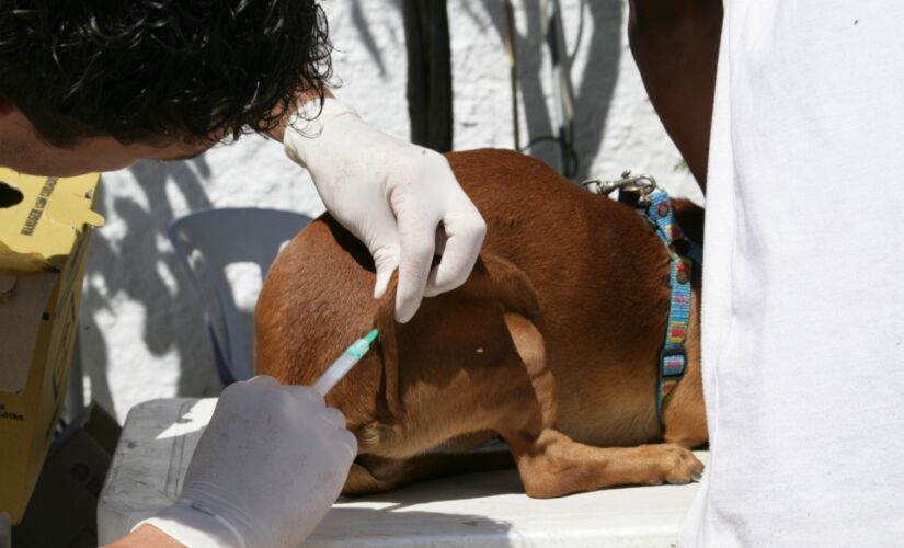  Vacinação Antirrábica de Cães e Gatos foi cancelada em Tietê