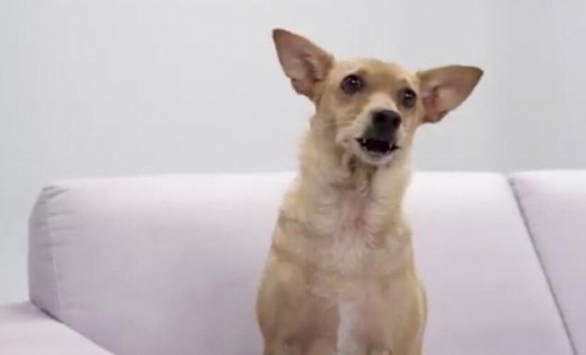 A criação do banco de dados visa atender às inúmeras demandas no âmbito de animais bravios, errantes, entre outros, no município