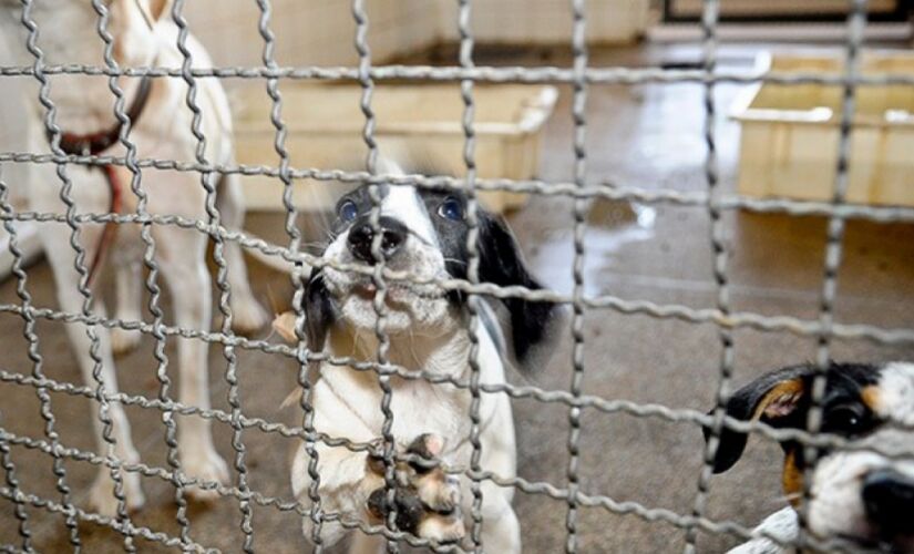 A pena por maus-tratos aos animais é a detenção de três meses a um ano, além de multa
