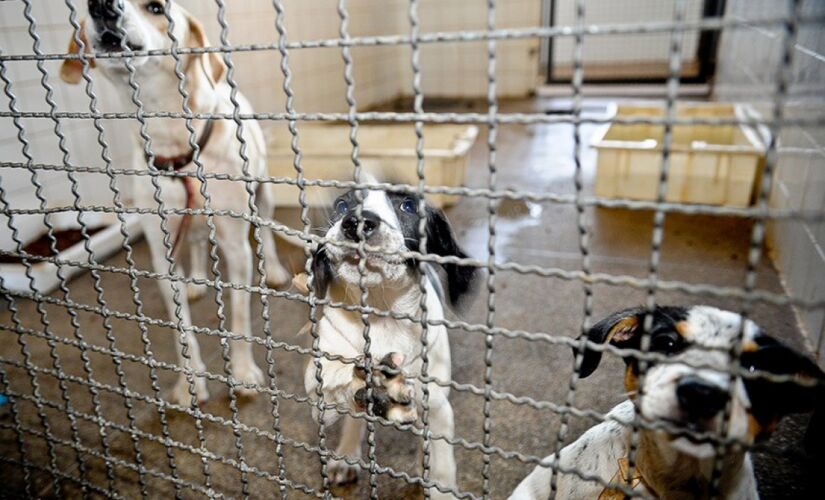 O Senado pode votar nesta quarta-feira (9) o projeto de lei que pune autores de maus-tratos contra cães e gatos 