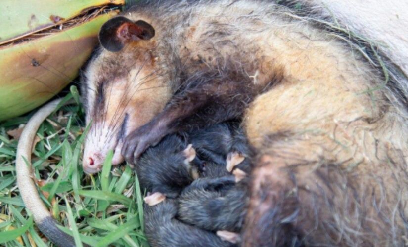 Gambá e seus filhotes estão acuados antes do resgate (Foto: Divulgação/Polícia Ambiental)