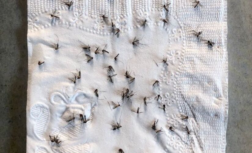 Portal de Atendimento da Prefeitura de São Paulo 156 recebeu 526 reclamações sobre mosquitos nas duas primeiras semanas de setembro