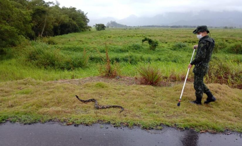 Policiais ambientais usaram técnica de manejo para resgatarem a cobra da residência