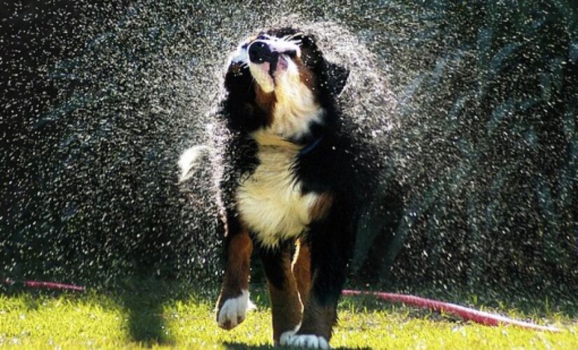 Insetos podem afetar seu cão