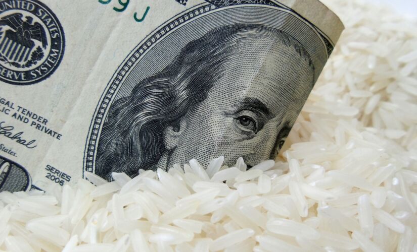 Grao de arroz e dollar 