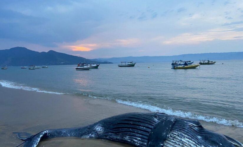 Corpo do filhote foi enterrado na Praia da Armação