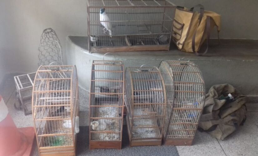 Foram encontradas gaiolas com pássaros da fauna silvestre na área externa da casa