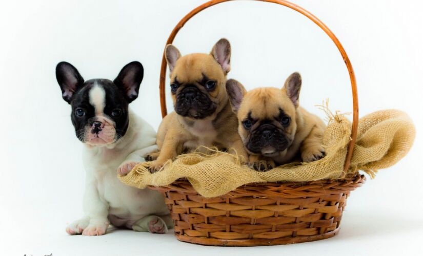 Cuidados com cães de focinho achatado