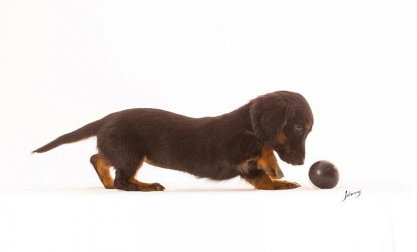 cachorro 