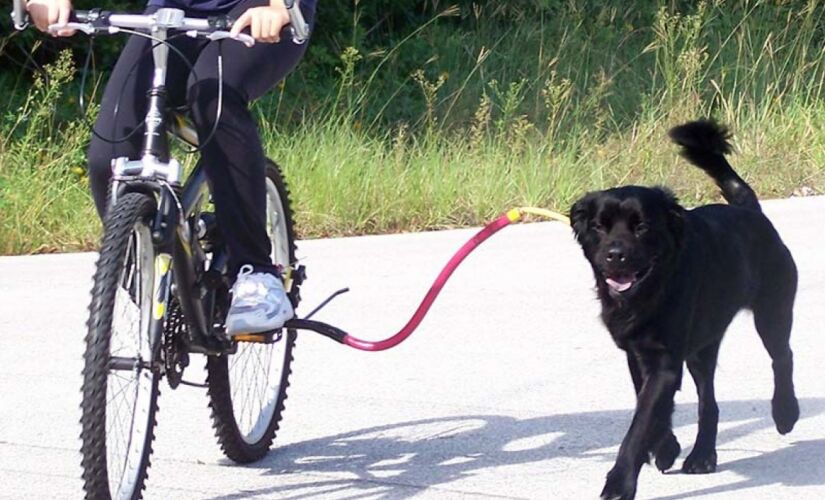Lei proíbe a condução de animais presos a veículos motorizados ou não
