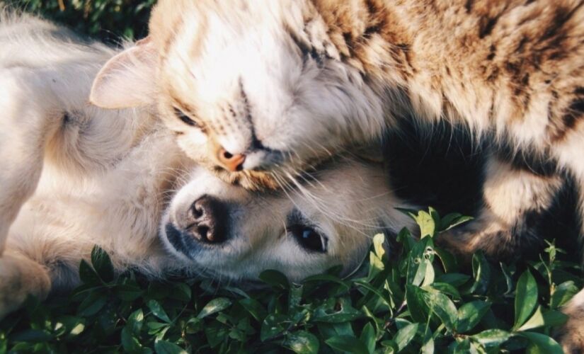 A castração deixa a saúde do seu animalzinho em dia
