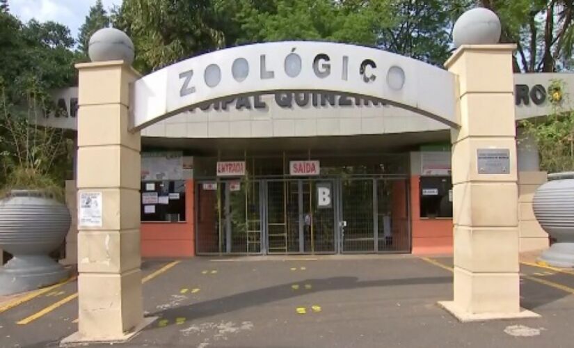 Chimpanzé escapou e mobilizou equipes em zoológico de Sorocaba; após ser resgatada, ela foi colocada novamente em seu recinto 