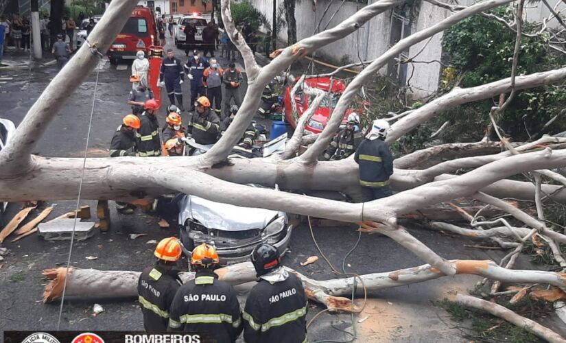 Árvore caiu na rua Dr. Thirso Martins, na Vila Mariana