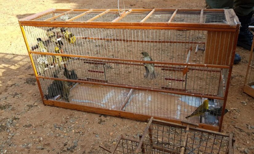 Aves apreendidas durante a opera&ccedil;&atilde;o