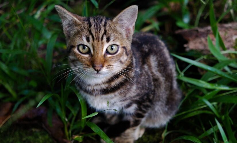 Uma das cirurgias realizadas para dar esse efeito de olhos de gato é a blefaroplastia