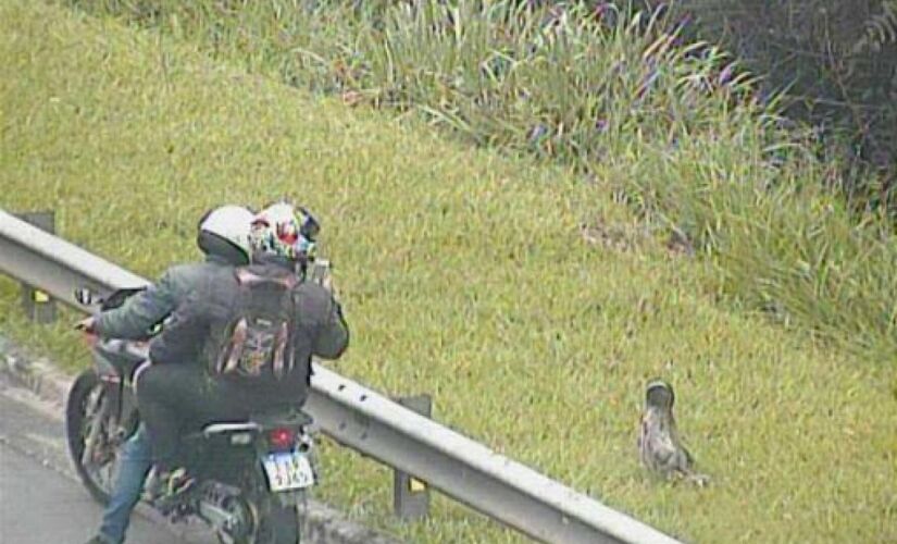 Todo manejo foi feito com equipamento de segurança, para preservar a integridade do animal, dos técnicos da concessionária e dos motoristas