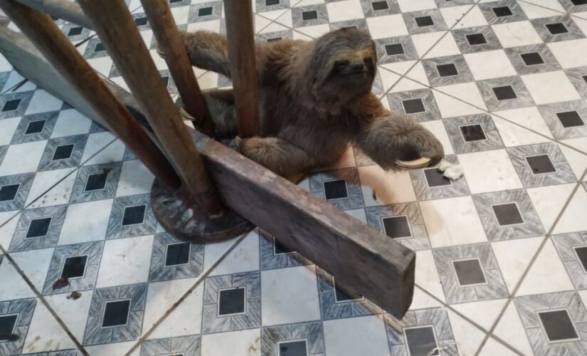Bicho-preguiça resgatado em salão de cabeleireiro em Cotia, na Grande São Paulo