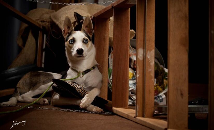 A tecnologia usa um banco de dados com mais de 10 mil amostras de latidos de 50 raças de cães em quatro tamanhos diferentes